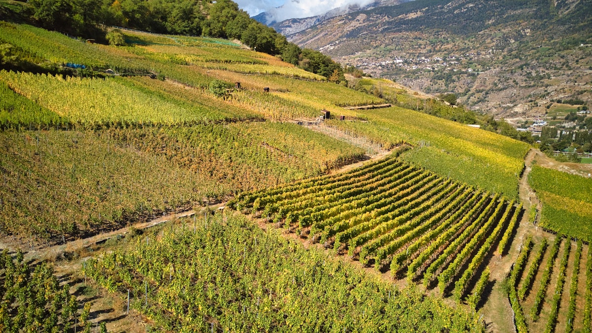 Vue aérienne d'un vignoble en terrasses dans les montagnes valaisannes