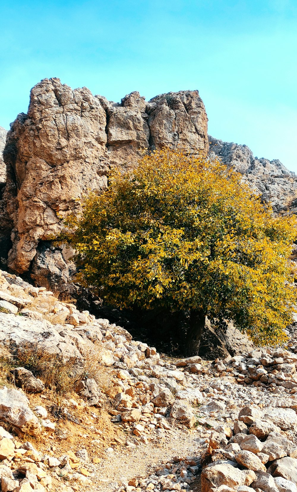 un petit arbre qui pousse sur les rochers