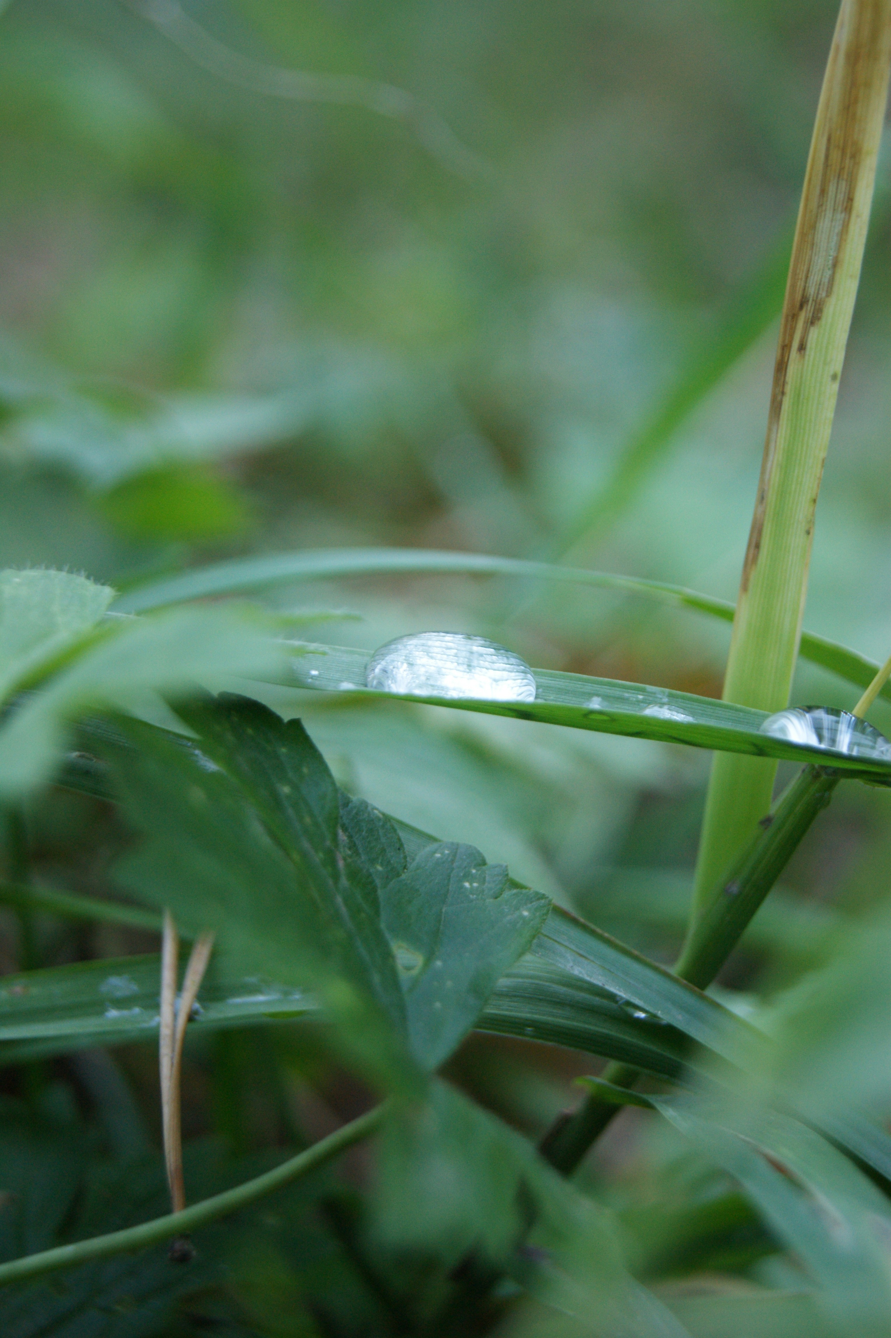 Close-up of dew-covered leaves reflecting muted early daylight.