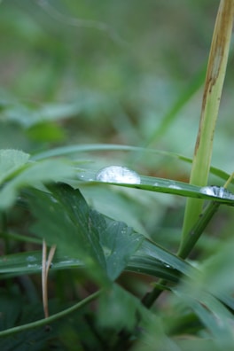 Close-up of dew-covered leaves reflecting early morning light