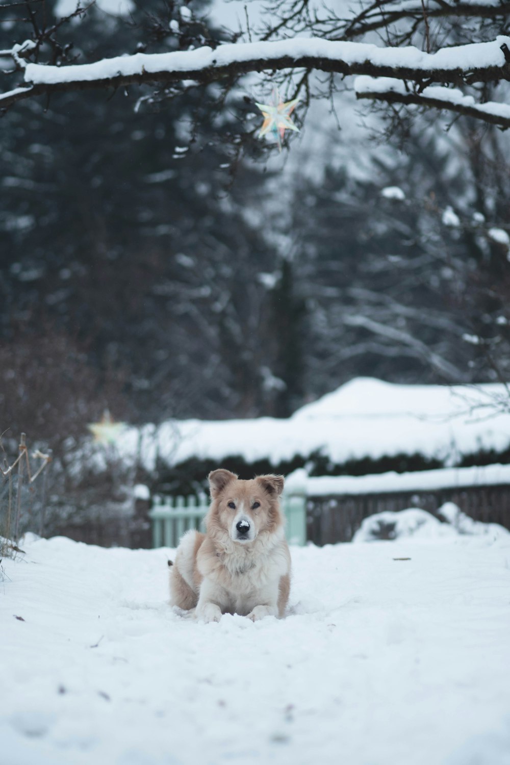 a brown and white dog sitting in the snow