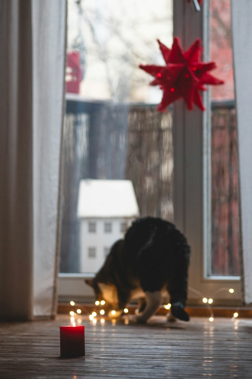 a cat standing on a wooden floor next to a window