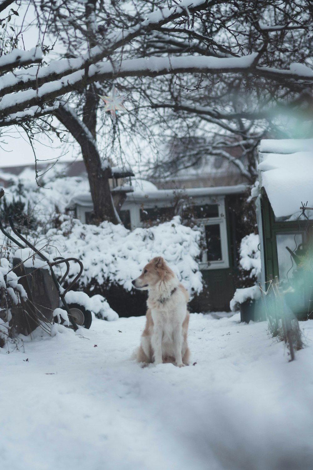 a dog sitting in the snow in front of a house
