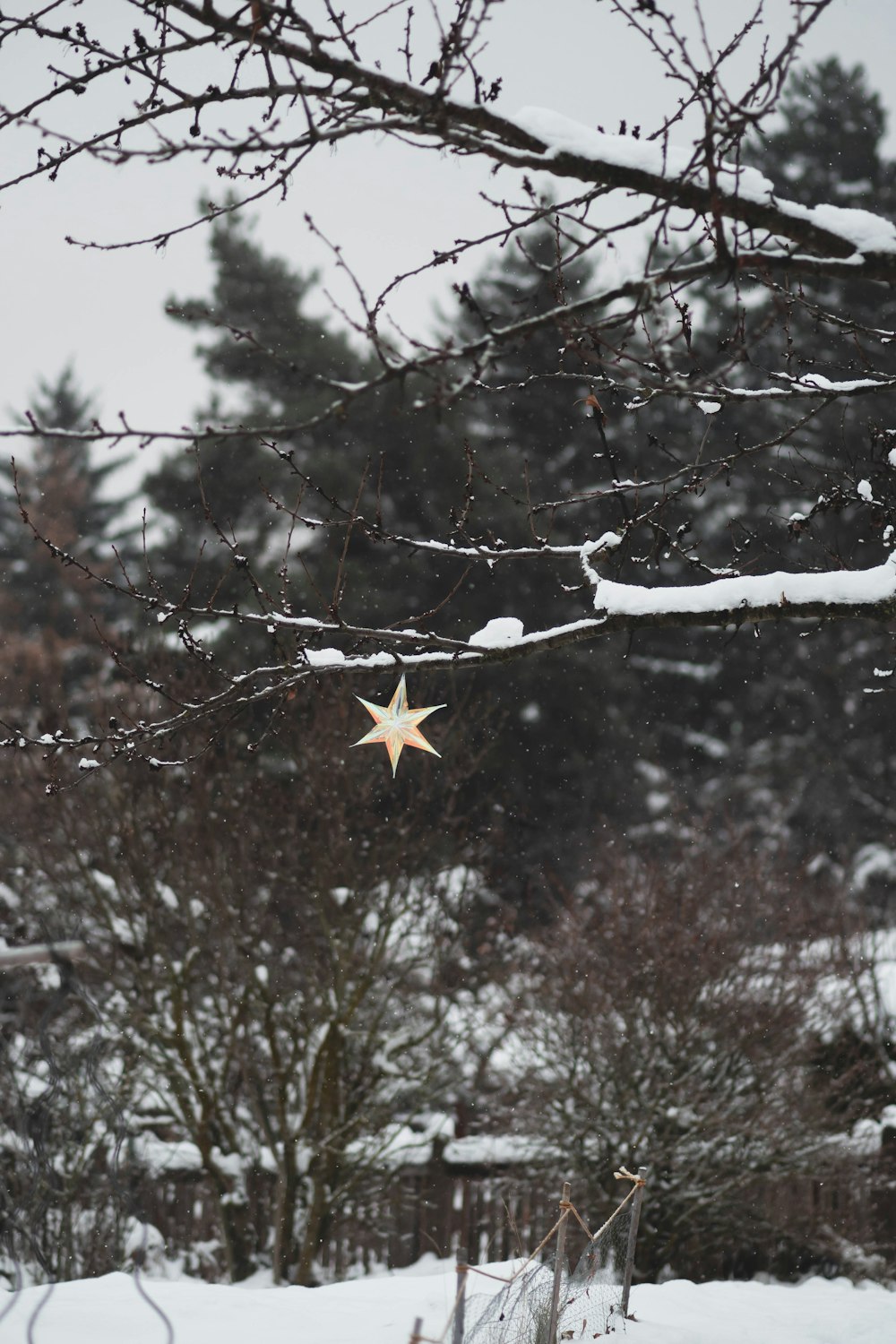 a white star hanging from a tree in the snow