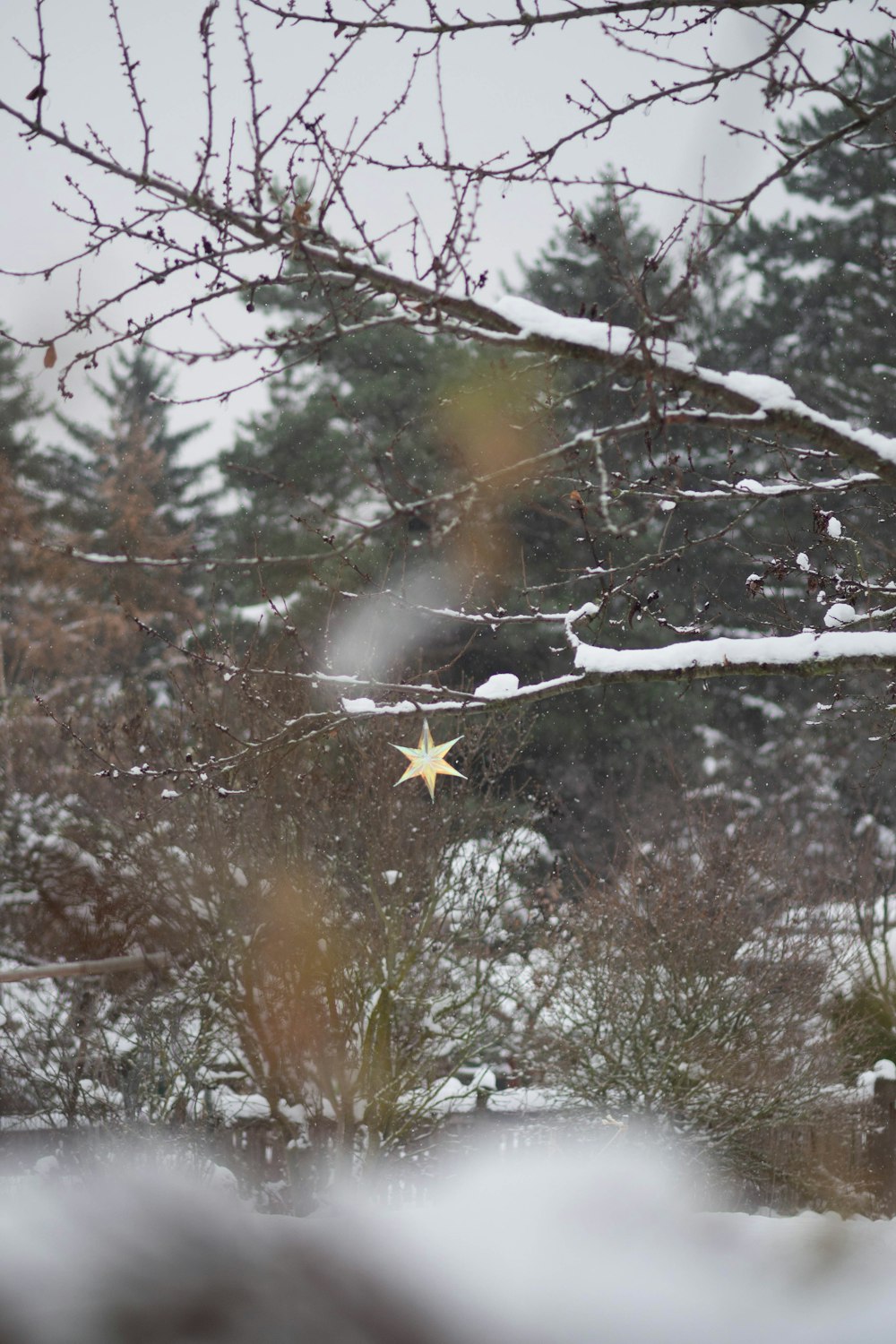 a lone star in the middle of a snowy forest