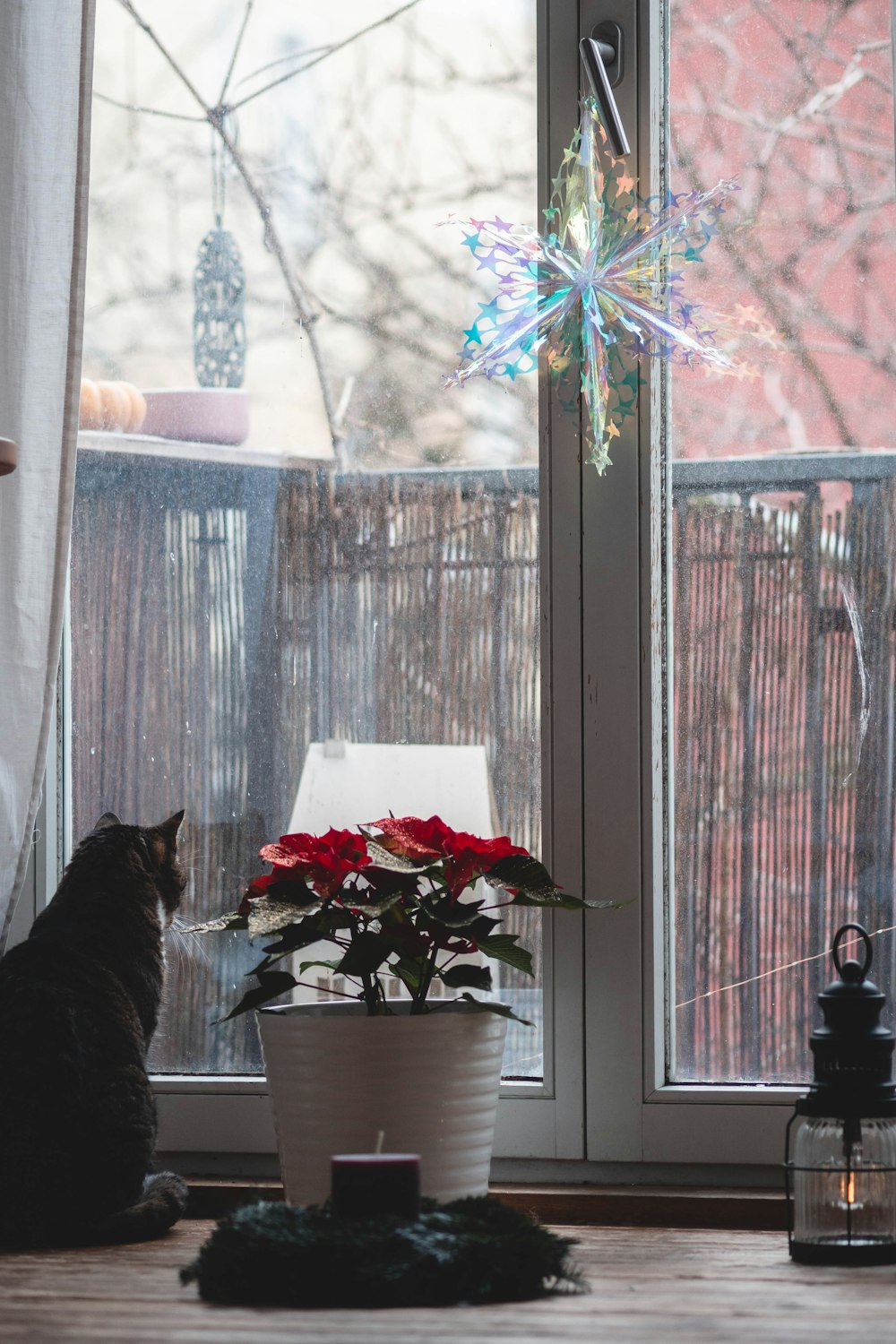 a cat sitting on a table looking out a window