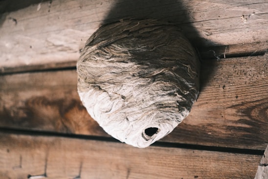 A large, intricate wasp nest attached to a wooden surface. The texture of the nest appears papery with layers and swirls, and there is a small entrance hole visible at the bottom. The wood is aged, with visible grain and some wear.