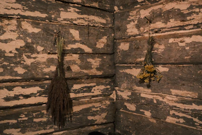 Bundles of aromatic herbs hanging to dry in a cozy sunlit room.
