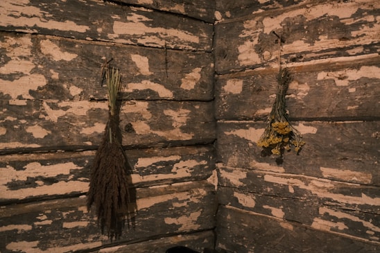 Bundles of aromatic herbs hanging to dry in a sunlit room with wooden beams.