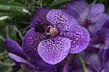 Close-up of a vibrant purple orchid with intricate petal patterns.