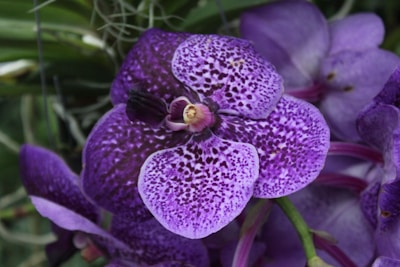 Close-up of a vibrant purple orchid with intricate petal patterns.
