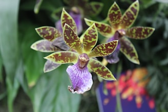 A close-up view of a cluster of exotic flowers, featuring vibrant petals with a mottled pattern of green and purple. The petals are elongated and appear to have intricate textures. The background is a blur of green foliage, emphasizing the detailed beauty of the flowers.