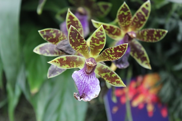 A close-up view of a cluster of exotic flowers, featuring vibrant petals with a mottled pattern of green and purple. The petals are elongated and appear to have intricate textures. The background is a blur of green foliage, emphasizing the detailed beauty of the flowers.