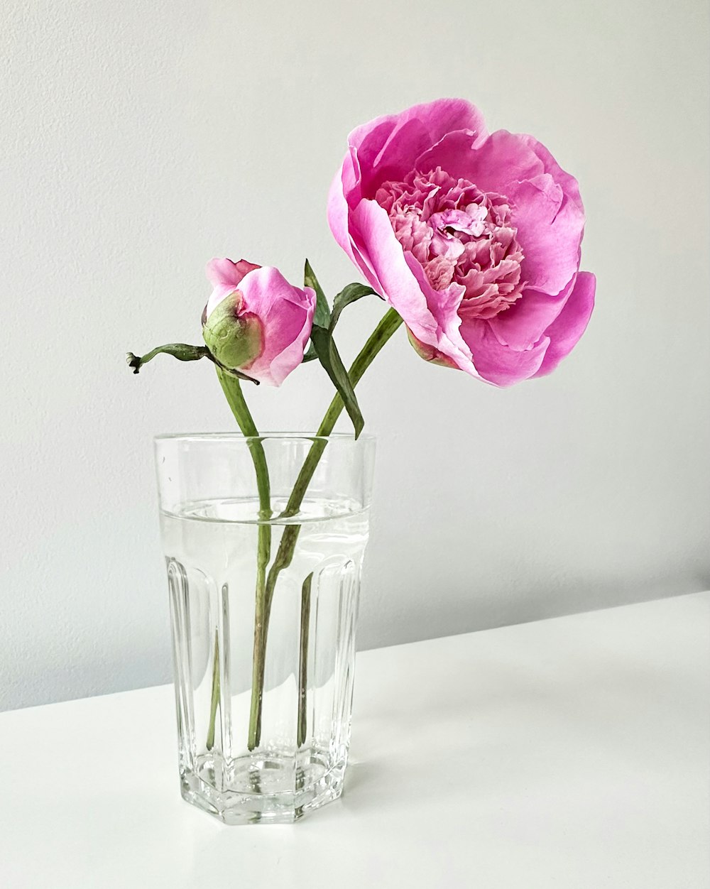 two pink flowers in a glass of water