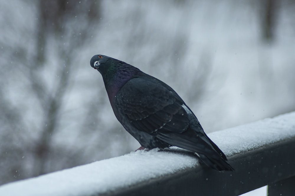 a black bird sitting on top of a metal rail