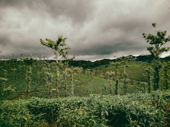 A lush, green plantation landscape with rolling hills covered in tea plants. Tall, slender trees are interspersed throughout the fields, and the sky is overcast with thick, gray clouds suggesting an impending storm.