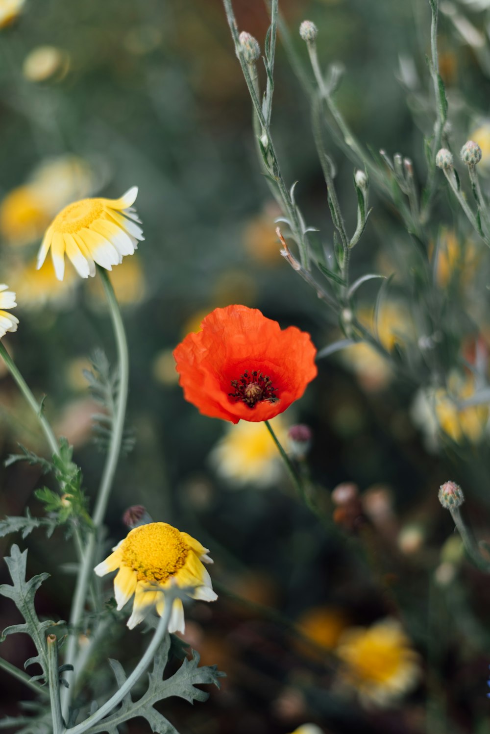 a close up of a flower near many other flowers