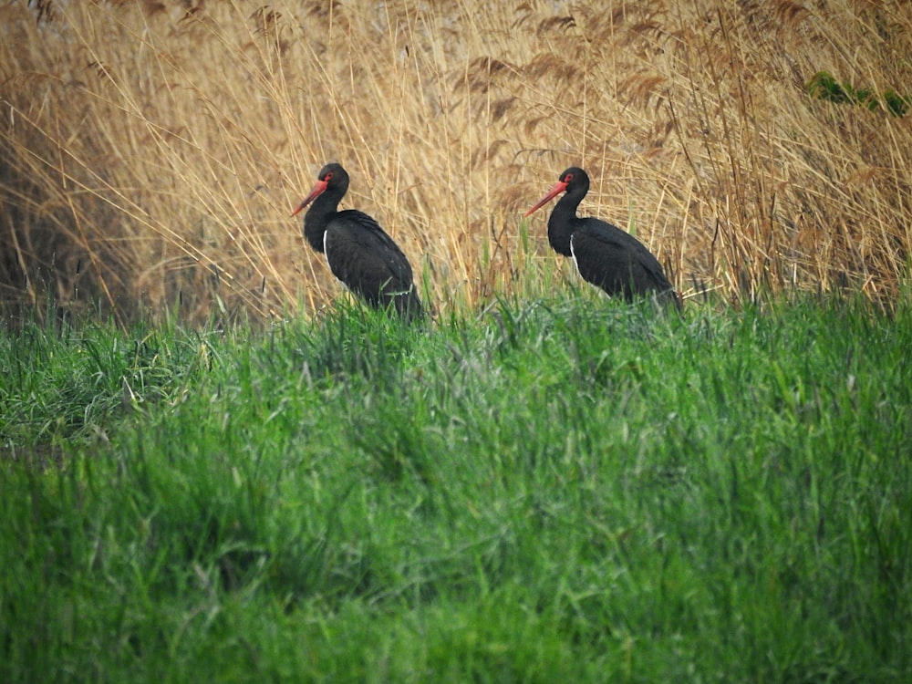 two black birds are standing in tall grass