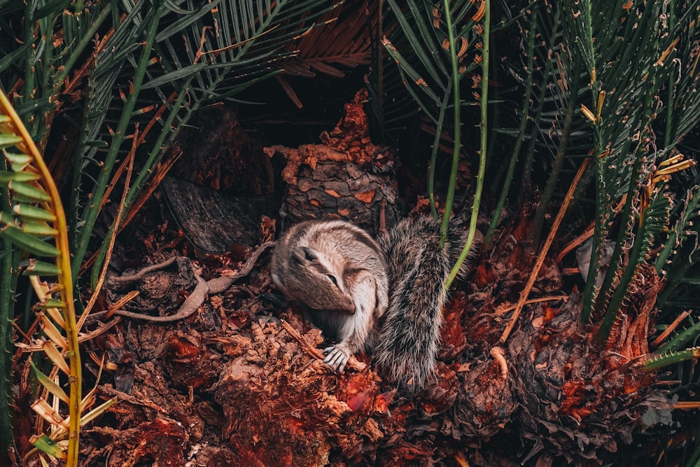 a small rodent sitting in the middle of a pile of leaves