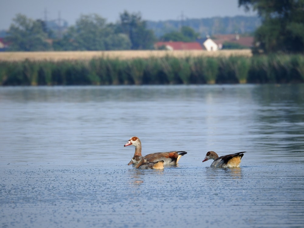 a couple of ducks are swimming in the water