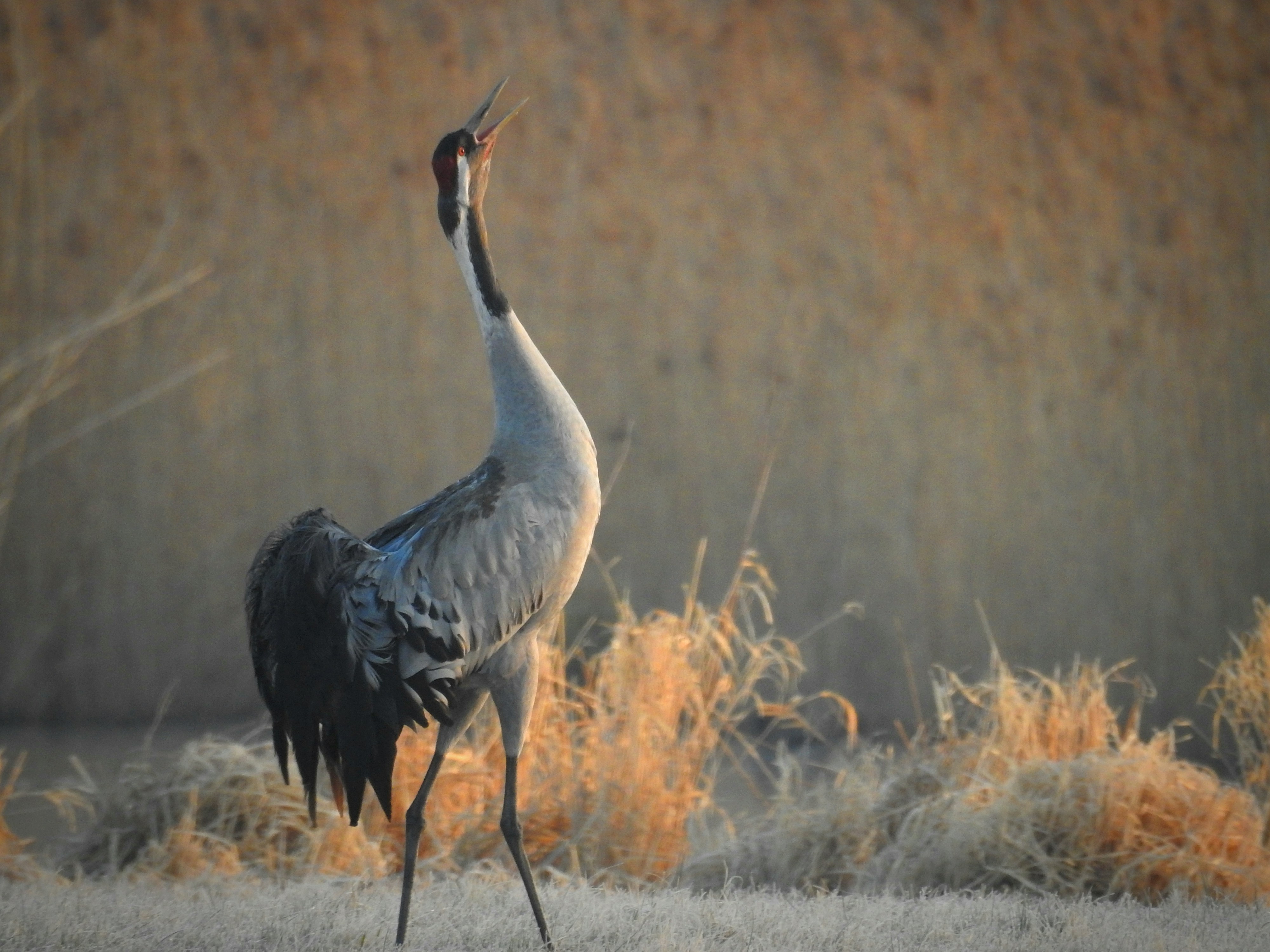 My Wife's Secret Room