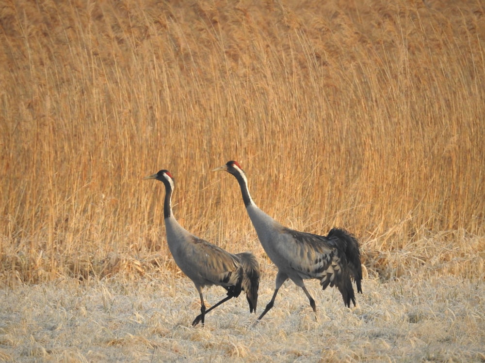 two large birds walking through a dry grass field