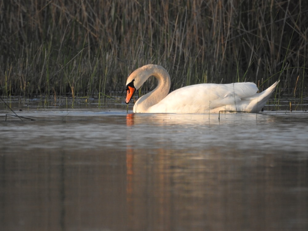 a white swan is swimming in the water