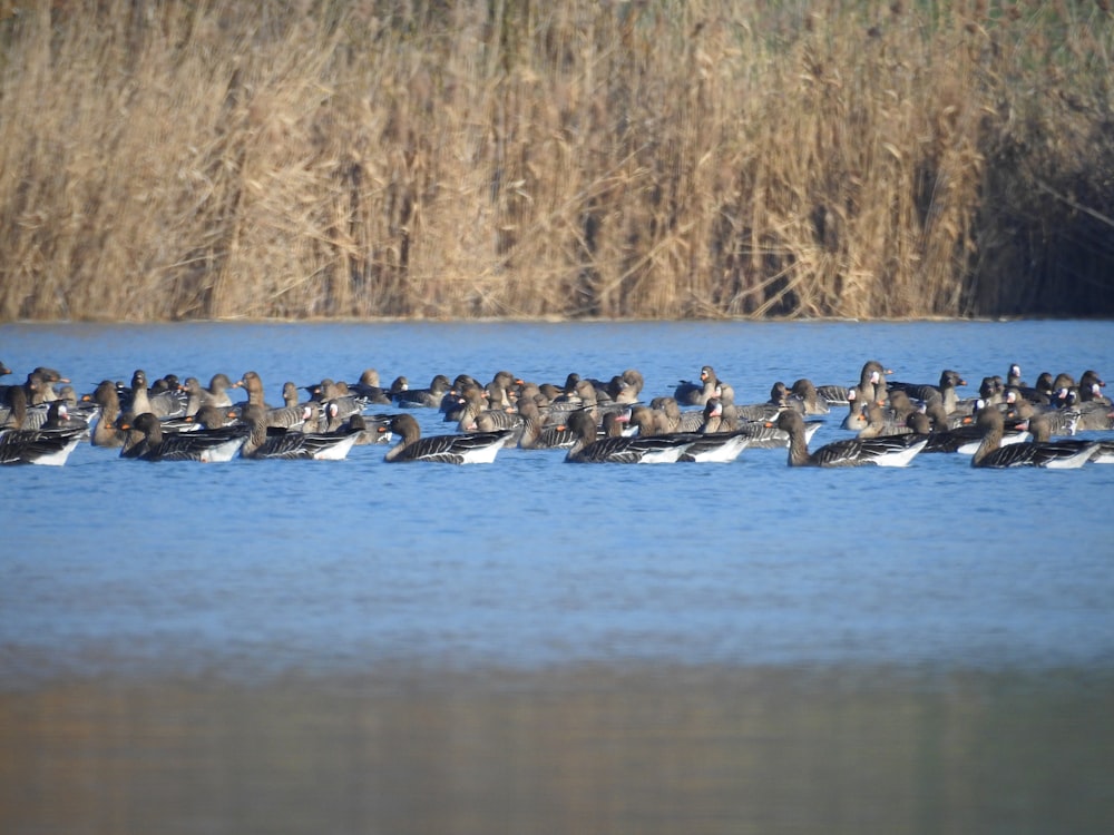 um bando de patos flutuando no topo de um lago