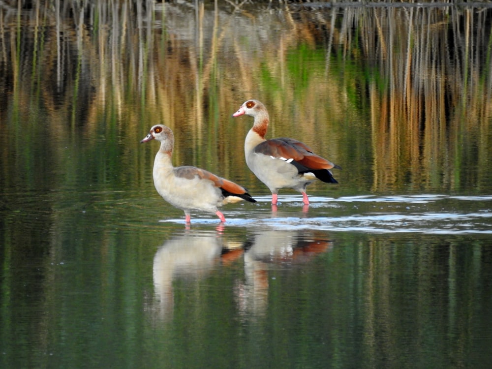 a couple of birds that are standing in the water