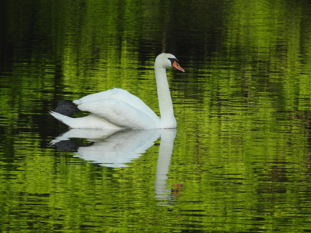 a white swan is swimming in the water