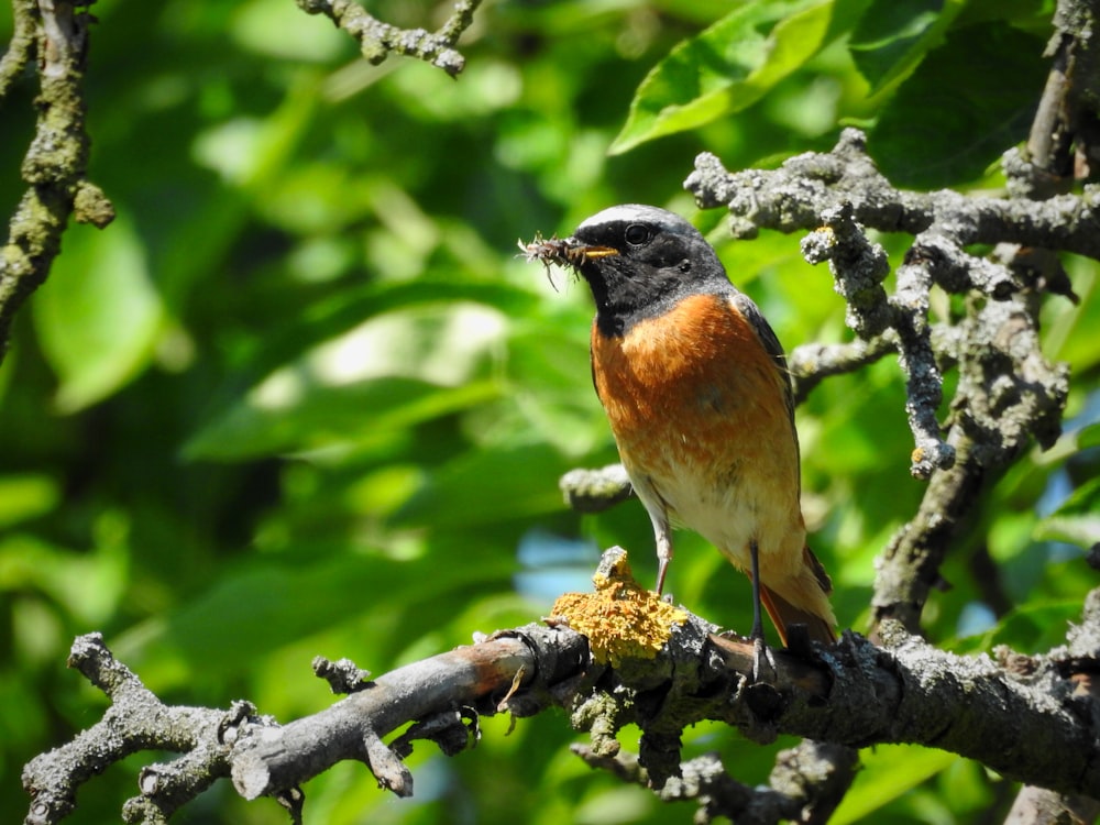 a small bird perched on a tree branch