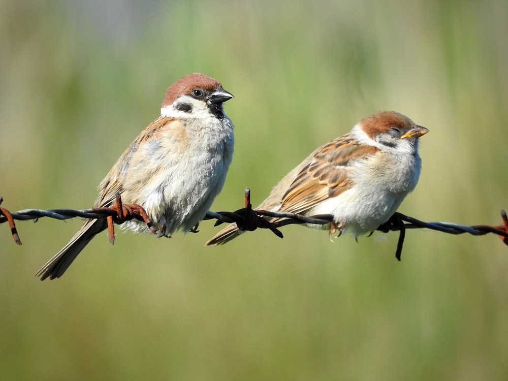 two birds sitting on top of a barbed wire