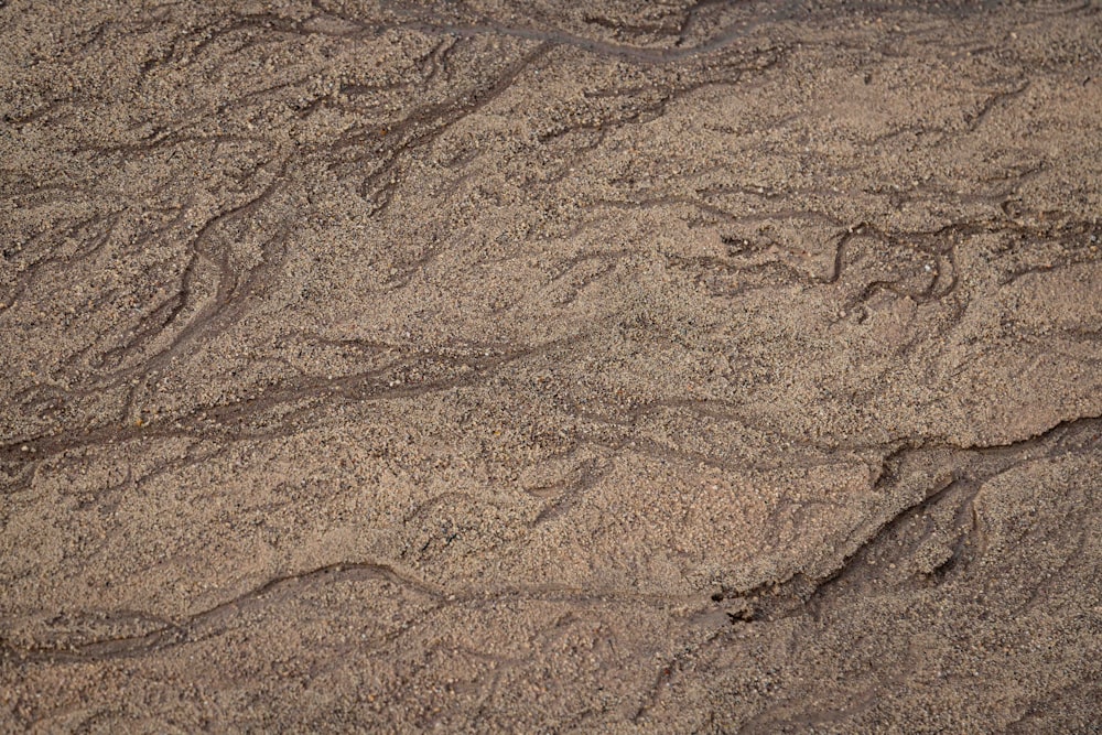 a bird is standing on the sand near the water