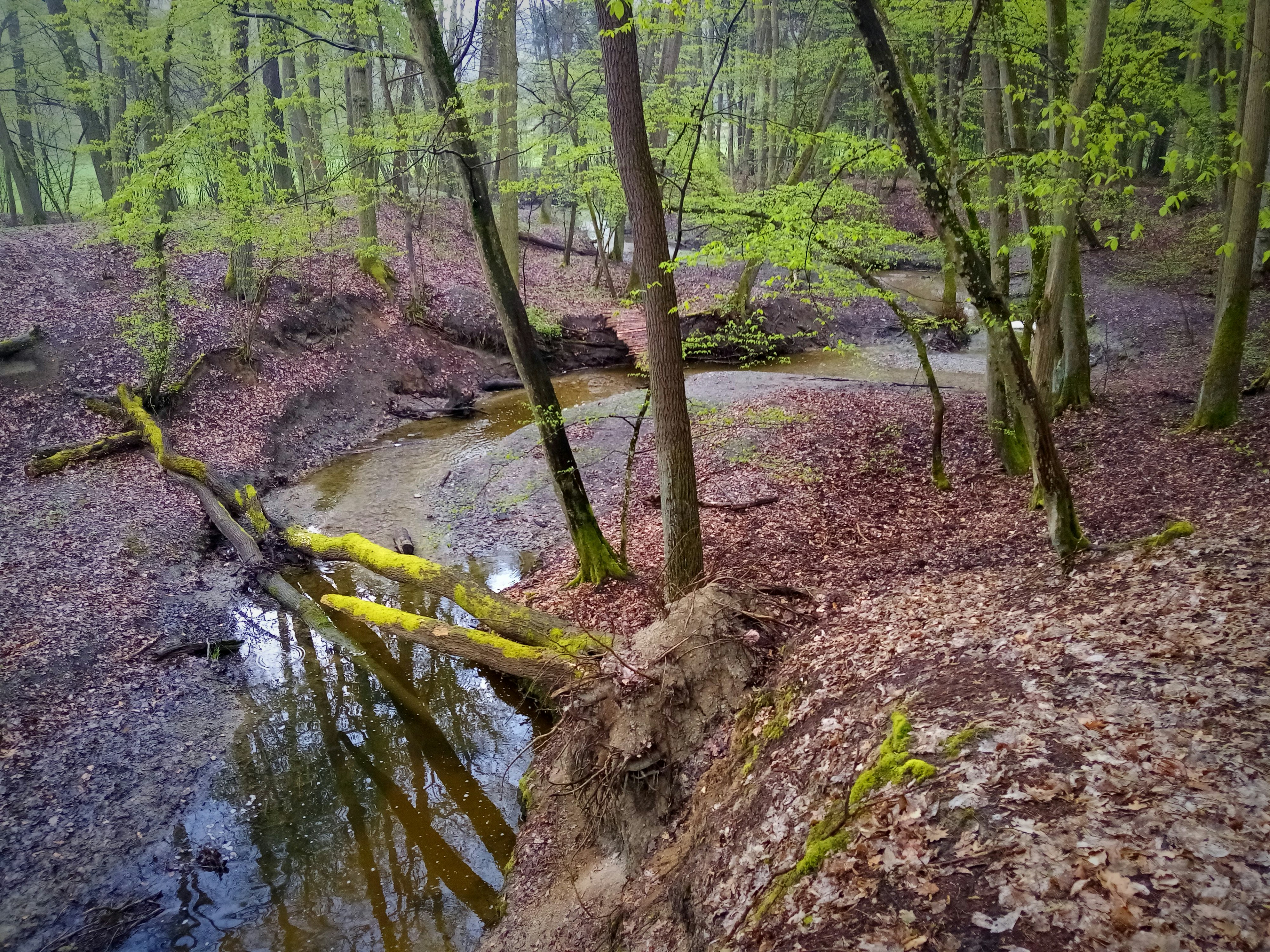 forest spring water, wallpaper, Natural Spring Water: Safety & Essential Checks 6