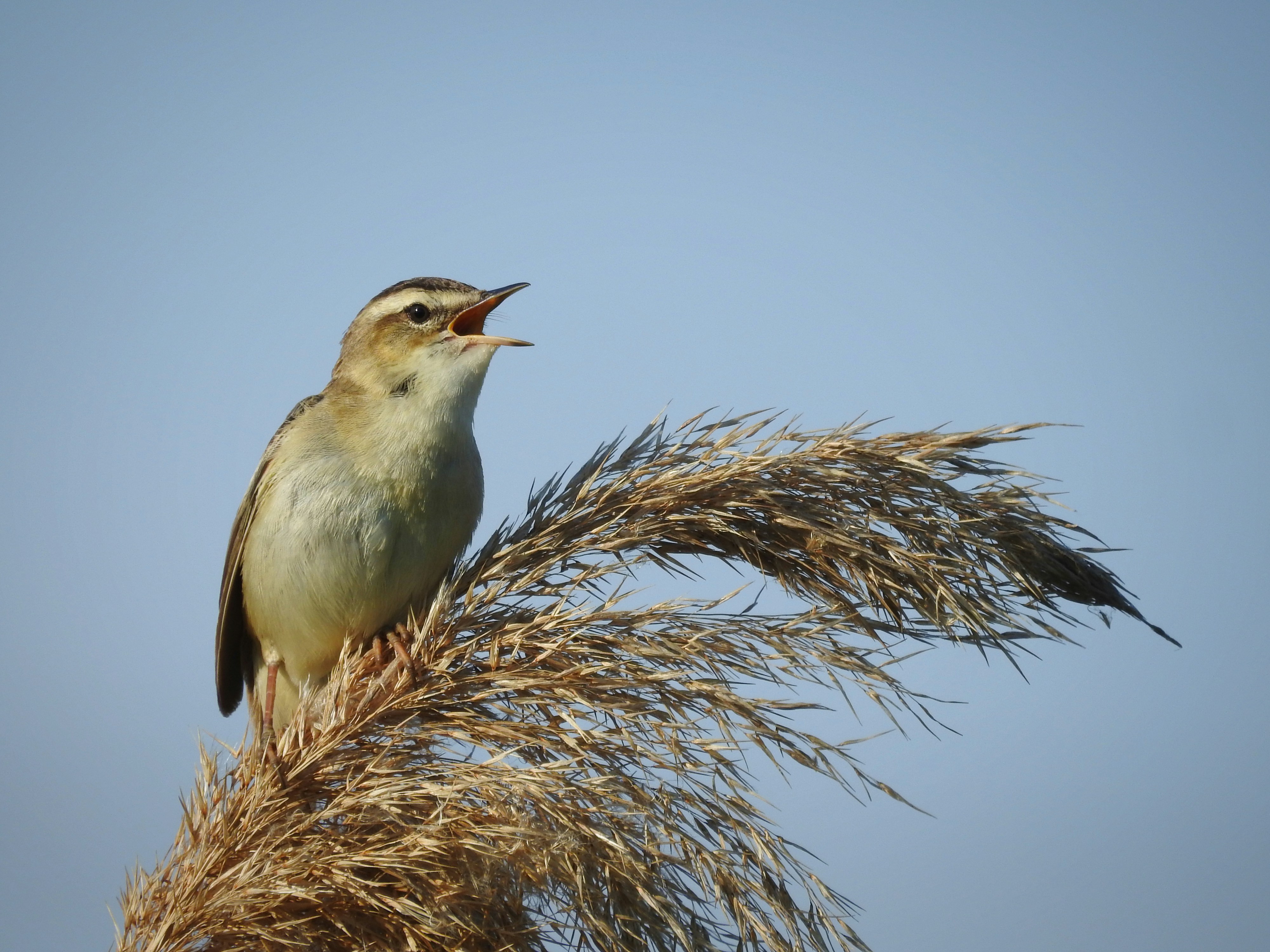 a bird sitting on top of a dry grass plant