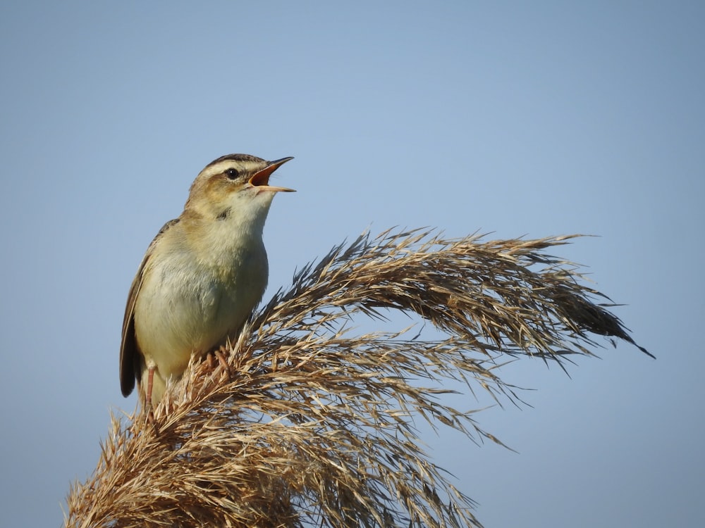 a bird sitting on top of a dry grass plant
