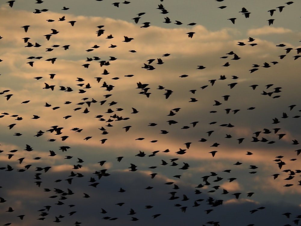 a flock of birds flying through a cloudy sky