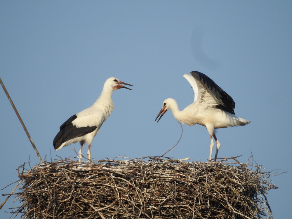 una coppia di uccelli in piedi in cima a un nido