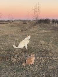 A heartwarming image of a dog and cat playing together in a sunny park.