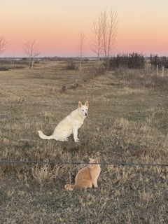 A warm and inviting photo of a friendly dog and cat together in a sunlit park.