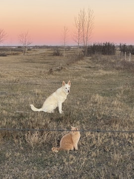 A heartwarming image of a dog and cat playing together in a sunny park.