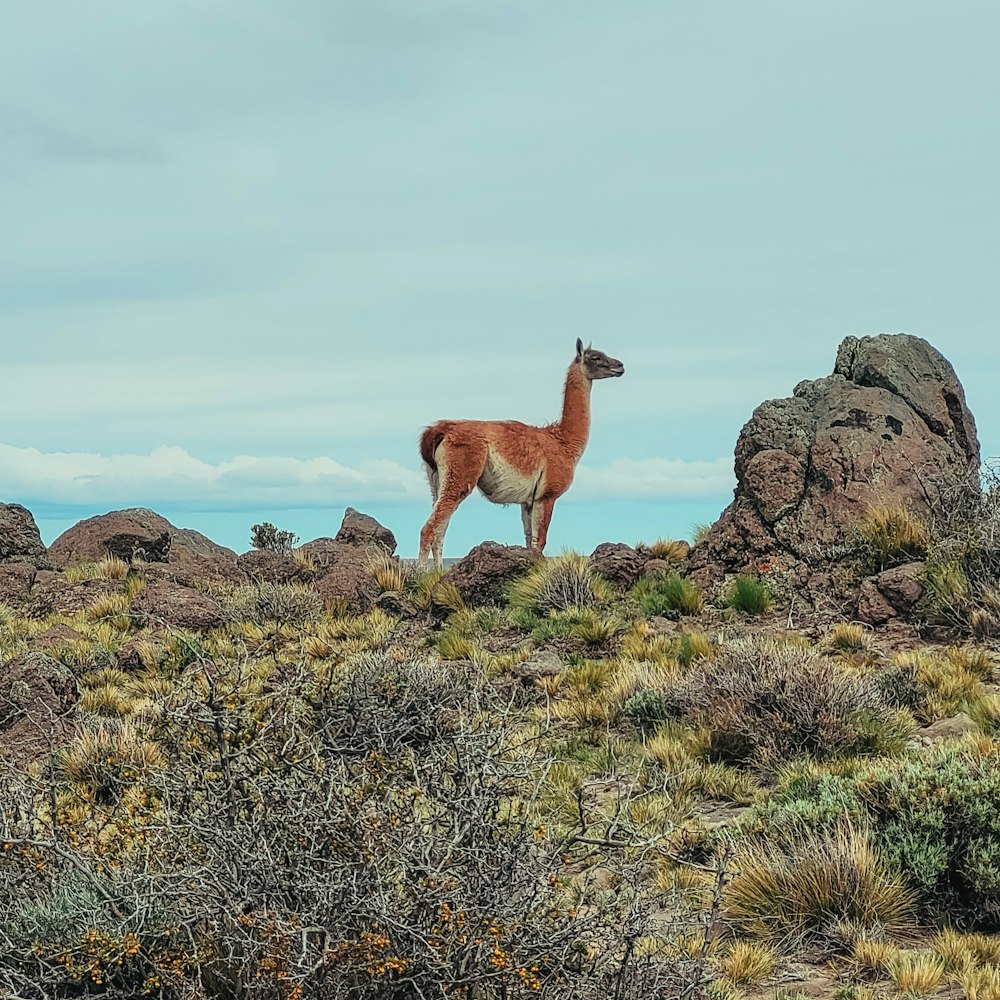 a llama standing on top of a dry grass covered field