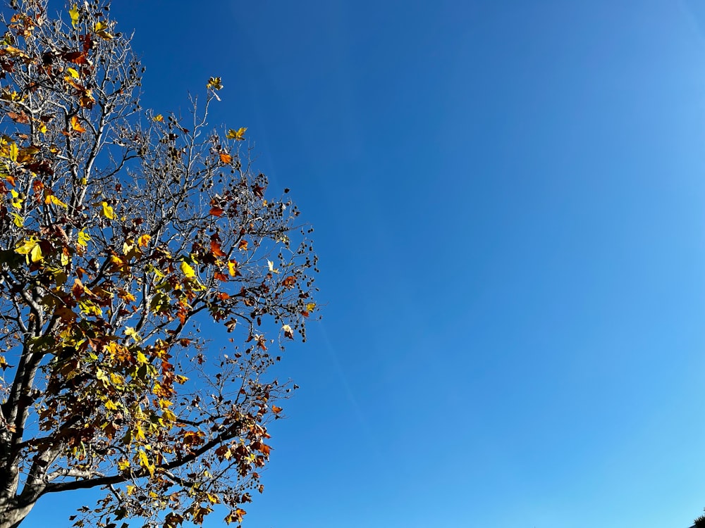 a tree with yellow leaves and a blue sky in the background