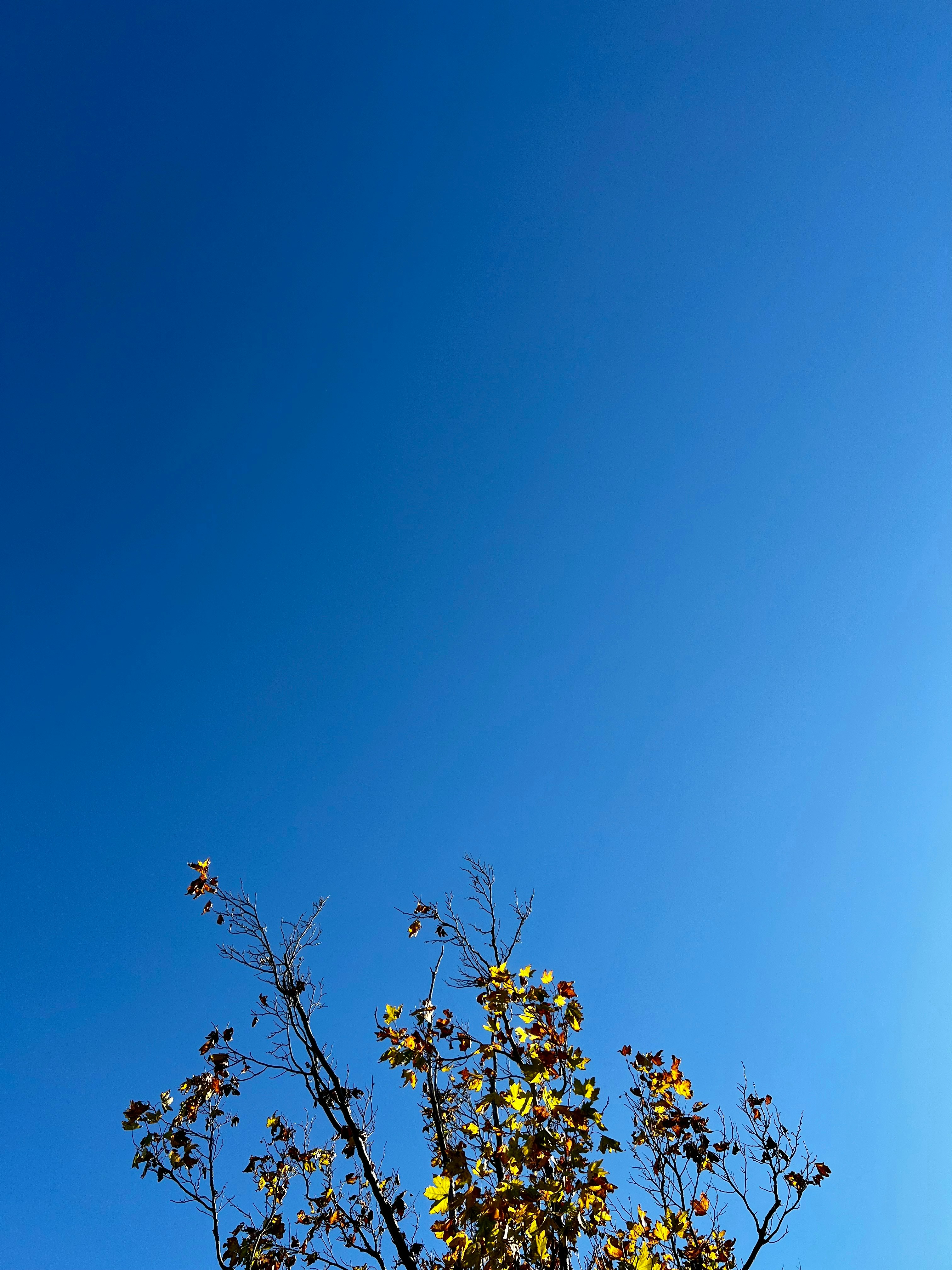 a tree with yellow leaves against a blue sky