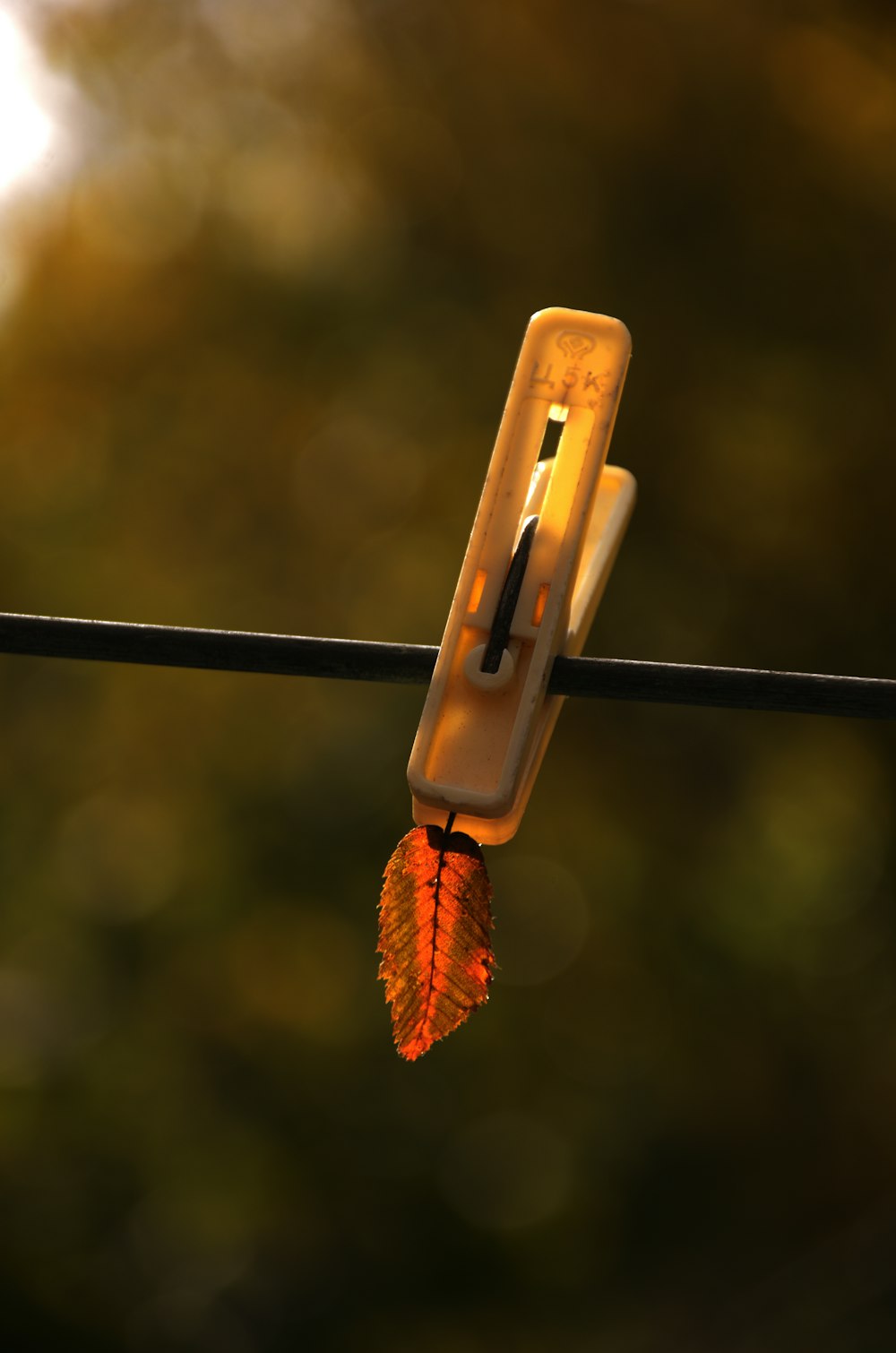 a close up of a leaf on a wire