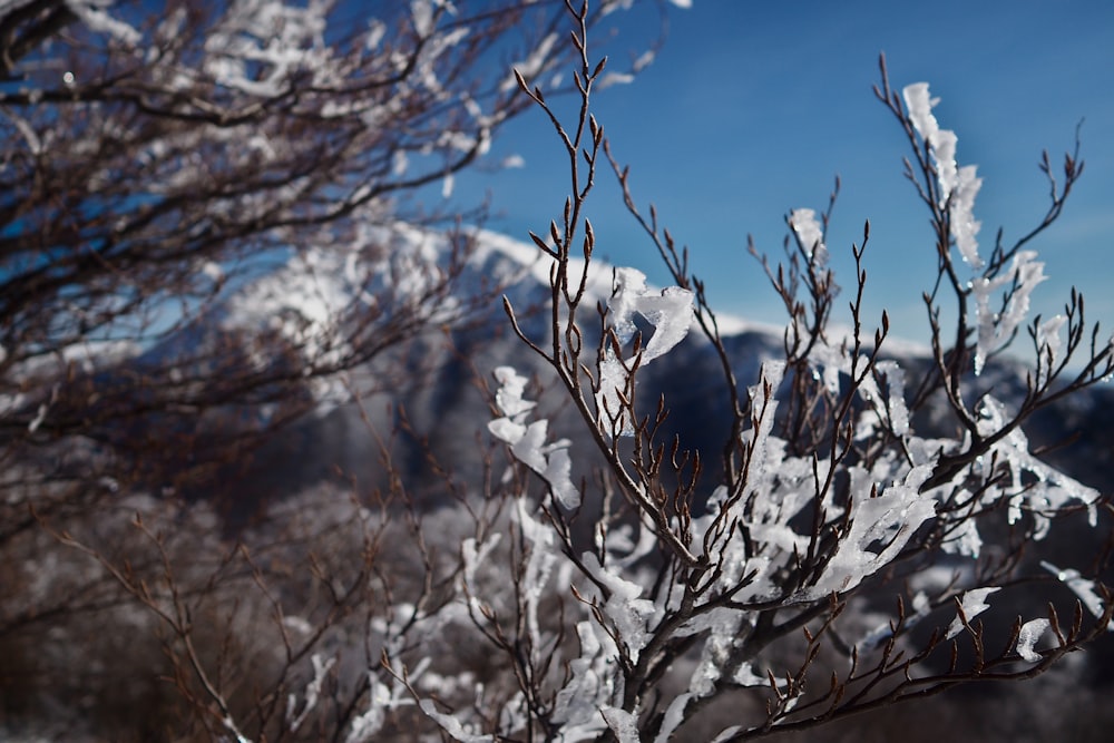 a snow covered tree branch with mountains in the background