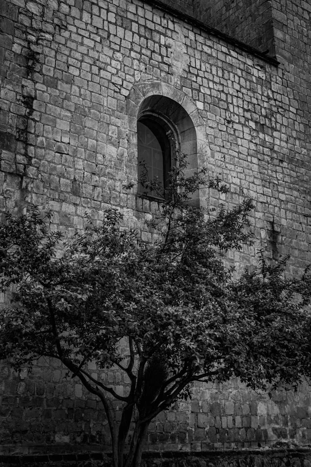 a black and white photo of a tree in front of a brick building