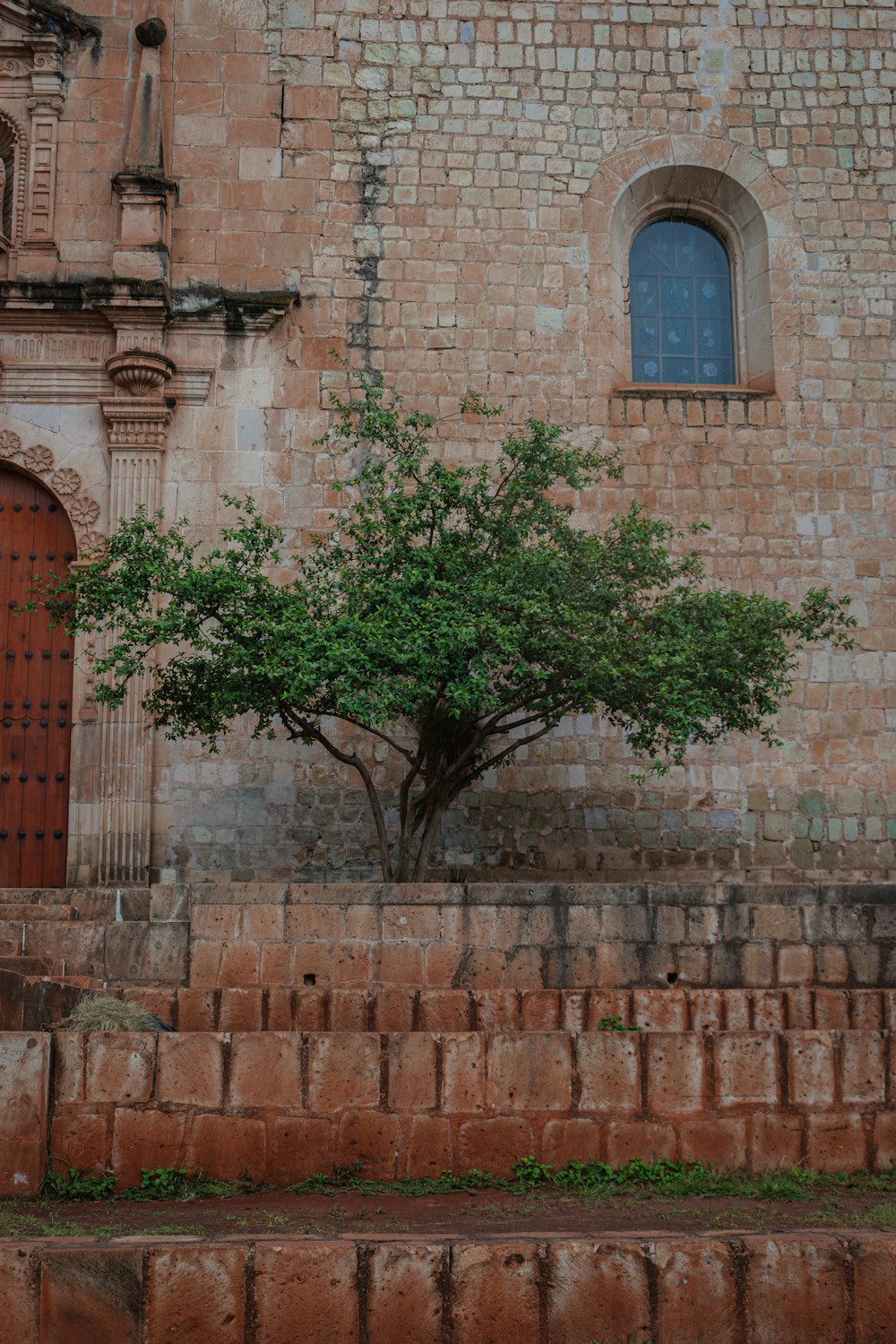 a tree growing out of the side of a building