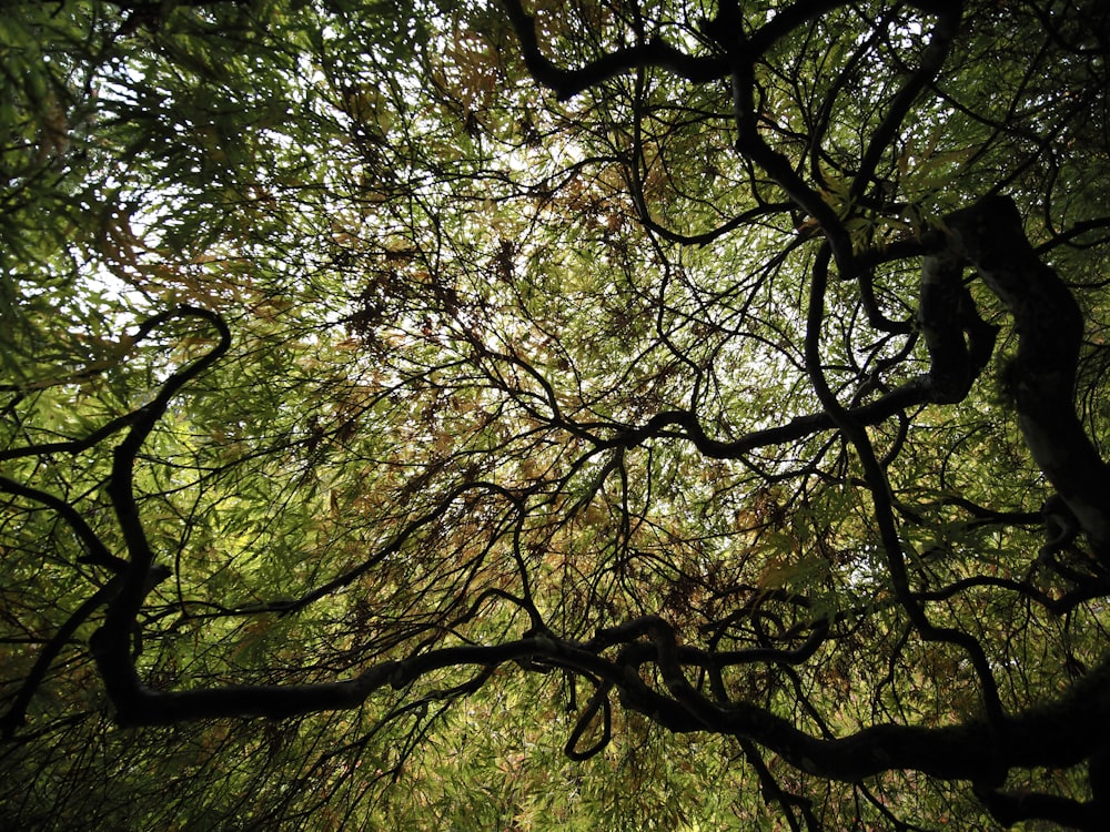 looking up at the branches of a tree