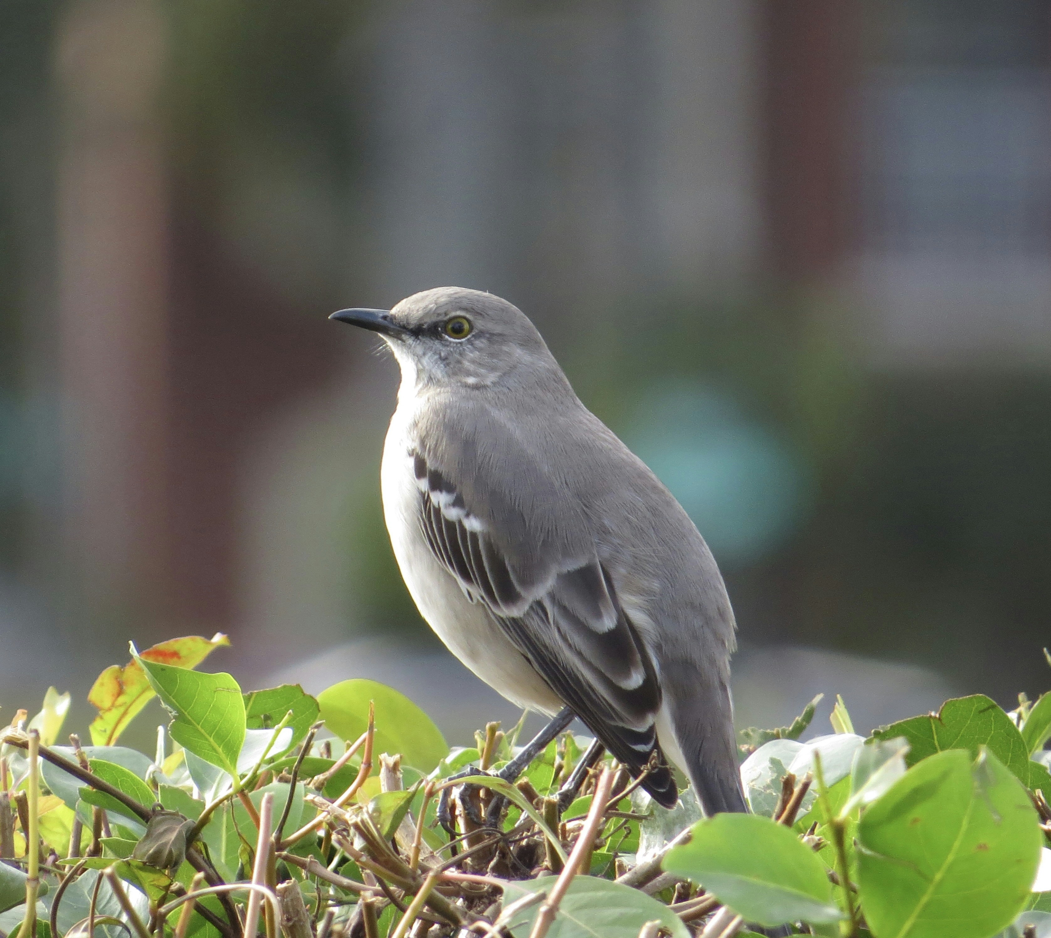 a small bird sitting on top of a bush